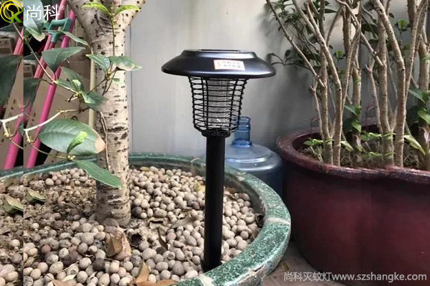 陽臺花盆中的黑色小飛蟲怎么消滅？